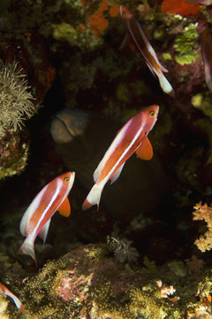 小魚(yú)