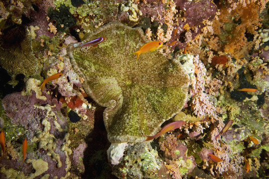 珊瑚和魚