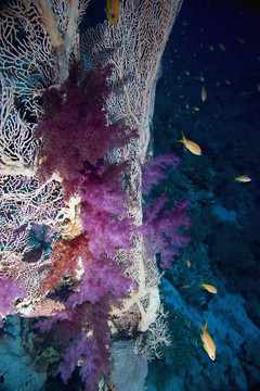 海風和softcoral