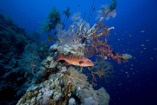 coralgrouper