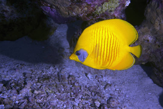 蒙面的蝴蝶魚(yú)
