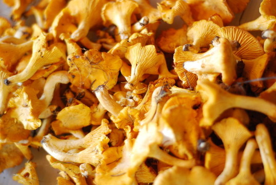 雞油菌