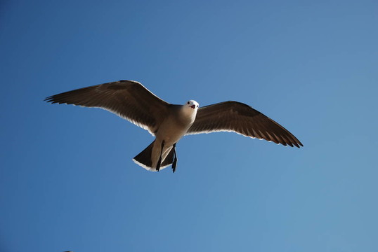 海鷗