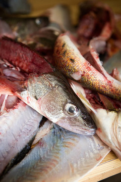 Fish Guts的細(xì)節(jié)