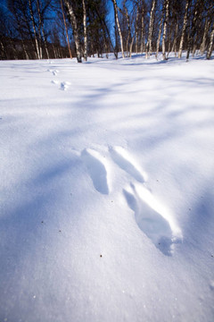 Snow兔尾