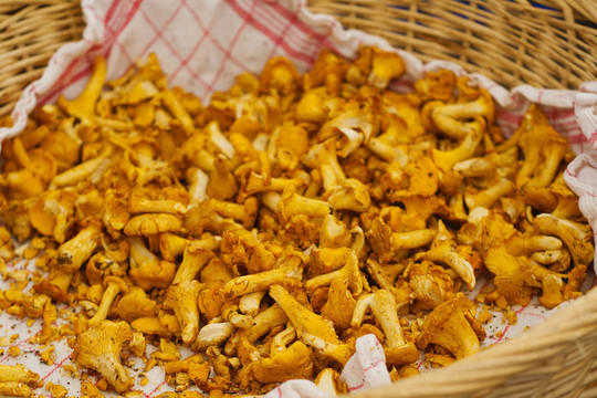 雞油菌蘑菇籃子