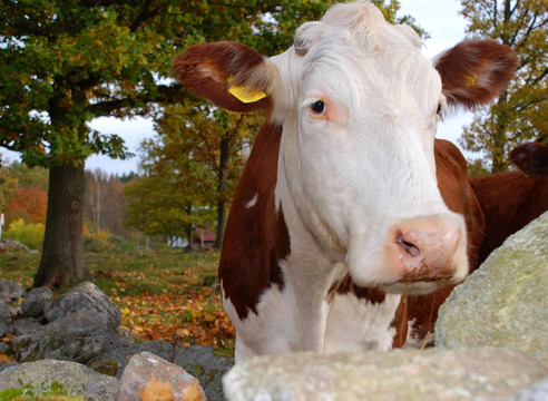 牛在秋天