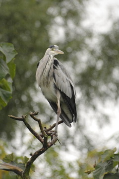 樹上的鳥