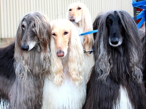 四阿富汗獵犬