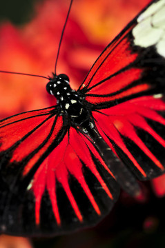 紅蝴蝶Heliconius多拉