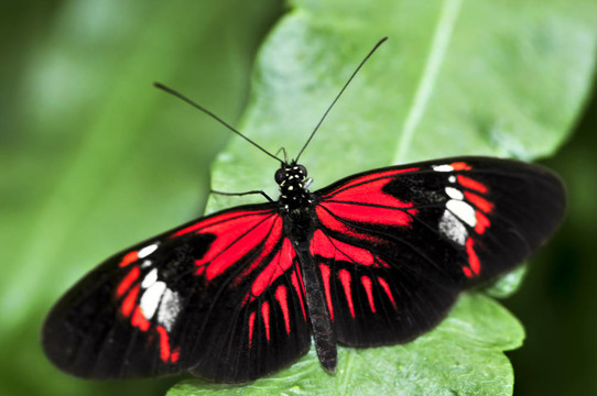 紅蝴蝶Heliconius多拉