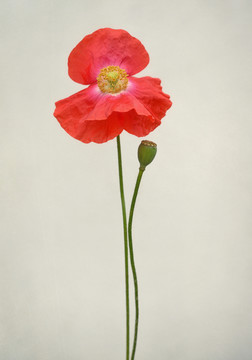 櫻束花