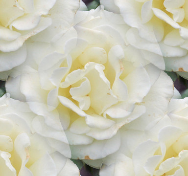 白薔薇