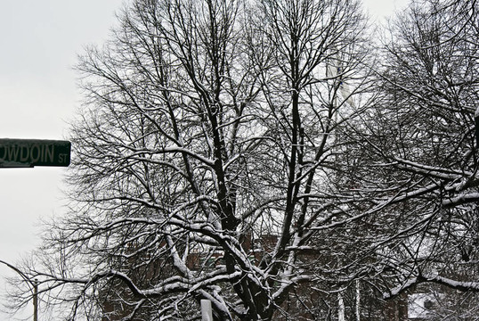 白雪覆蓋的樹木