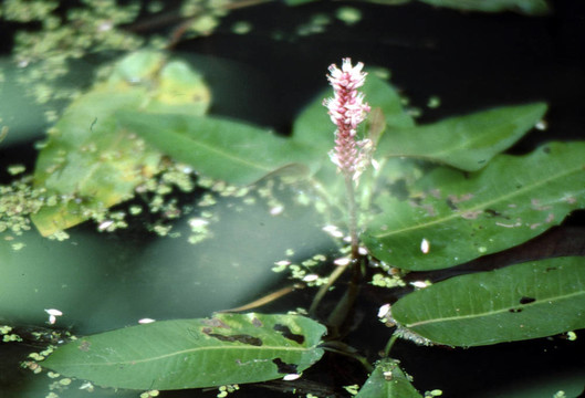 Swamp Smartweed（蓼紅）g-1564
