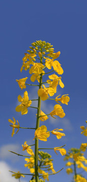 油菜莖開花