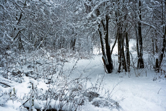 冬天白雪皚皚的森林