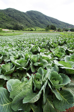 甘藍(lán)田