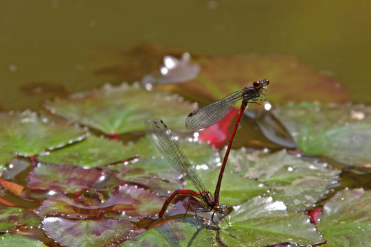 紅蜻蜓（流浪的鏢；sympetrum vulgatum）