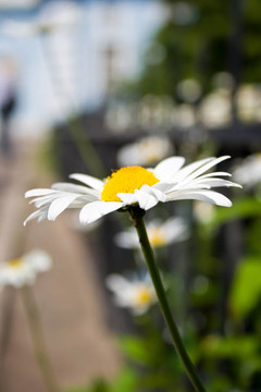 甘菊