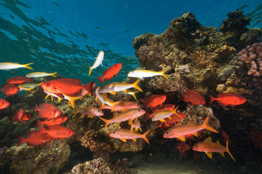珊瑚和魚
