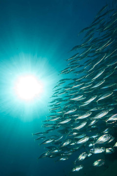 條紋的魚