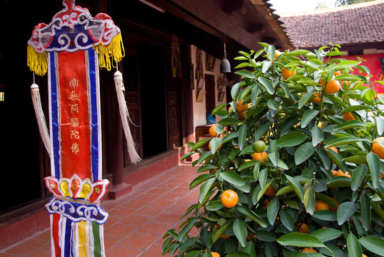 在佛教寺廟的橘子樹和宗教旗