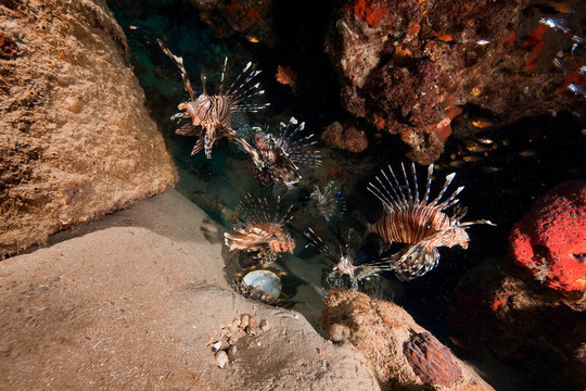 獅子魚