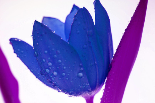 皇家藍(lán)色的花
