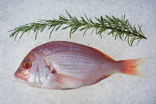 單原烏頰魚
