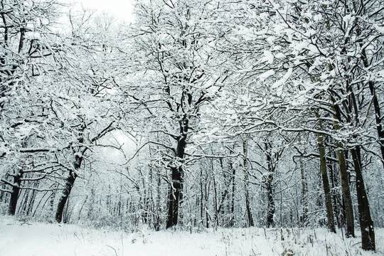 森林里的雪天氣