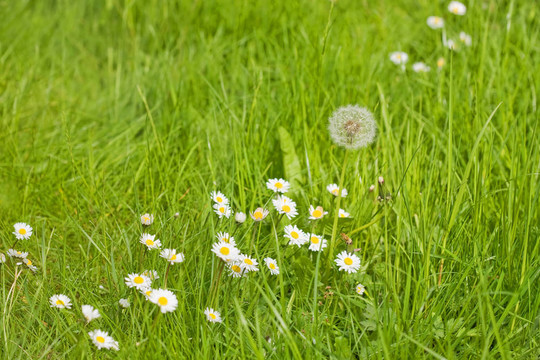 蒲公英；camomiles
