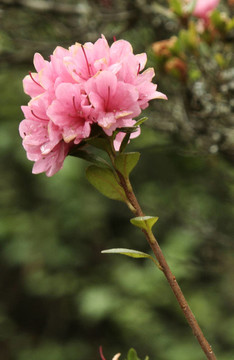 杜鵑花爆