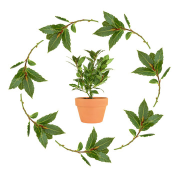 灣草