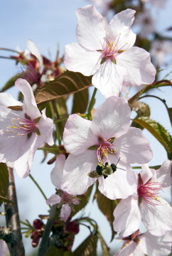 櫻花