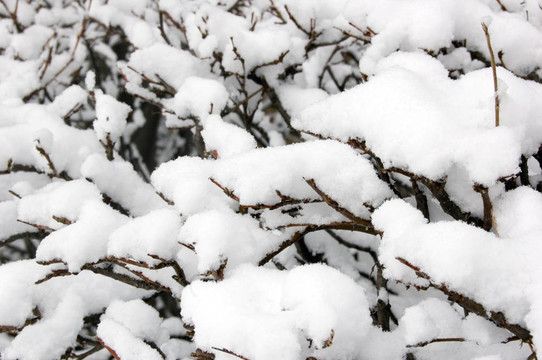 布什樹枝上的雪