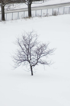 樹上的雪