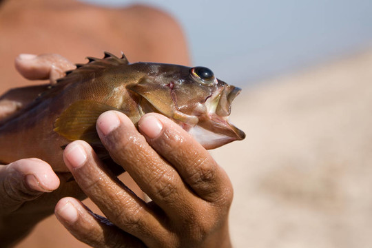 男孩和魚