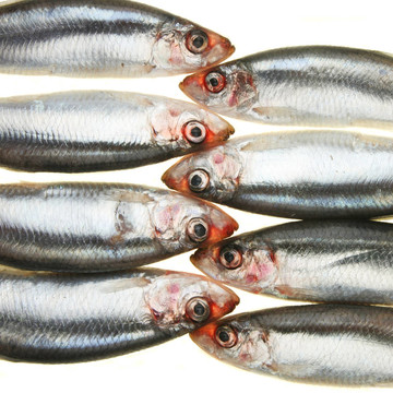 頭魚(yú)頭組