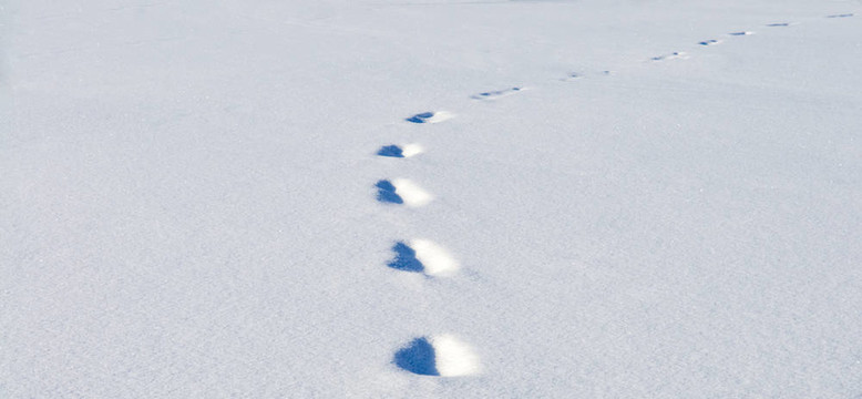 雪地上的腳印