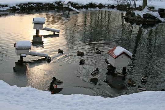 池塘