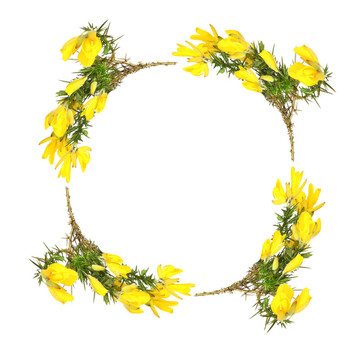 金雀花的花環(huán)