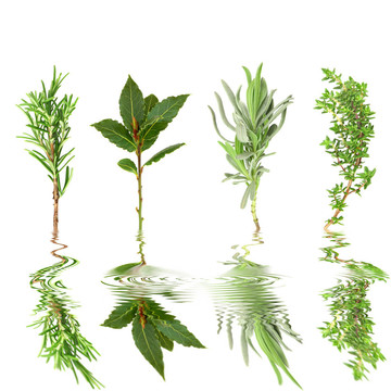 草本植物，葉的選擇