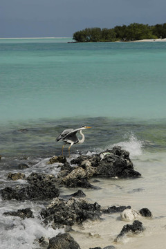 在马尔代夫岛海滩海鸥
