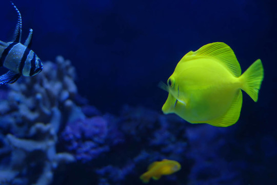 熱帶水族館