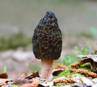 的蘑菇