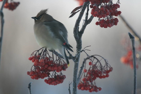雪松太平鳥