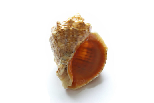 美麗的大海的小船