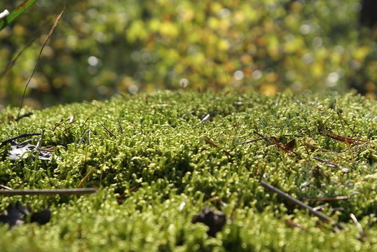 苔蘚