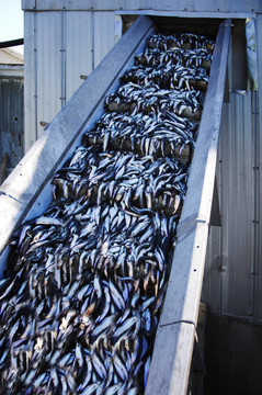 卸荷Caplin Fish